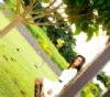 Make Off Gravao Clip