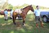 Cavalgada da Integrao 2016