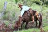 Cavalgada da Integrao 2016